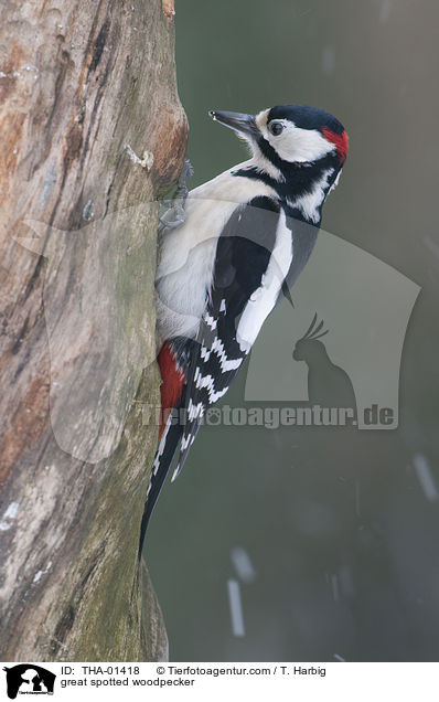 Buntspecht / great spotted woodpecker / THA-01418