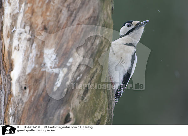 great spotted woodpecker / THA-01419