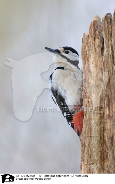 great spotted woodpecker / DV-02100