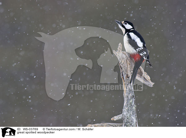 great spotted woodpecker / WS-03769