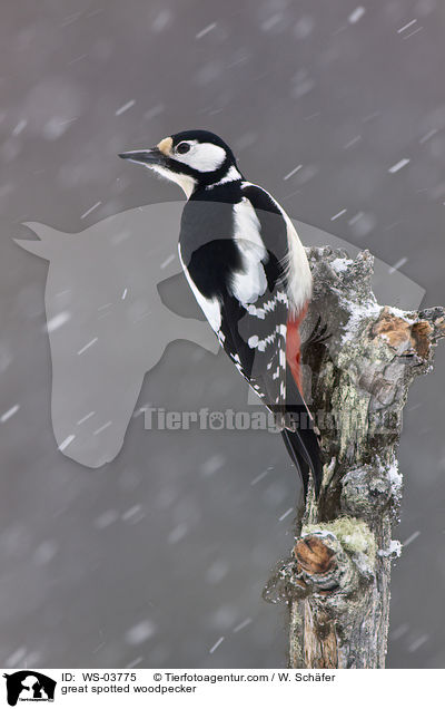 Buntspecht / great spotted woodpecker / WS-03775