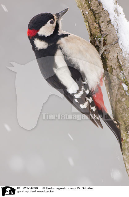 Buntspecht / great spotted woodpecker / WS-04098
