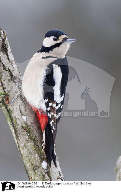 Buntspecht / great spotted woodpecker / WS-04099