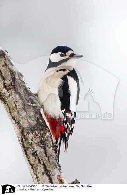 great spotted woodpecker / WS-04305