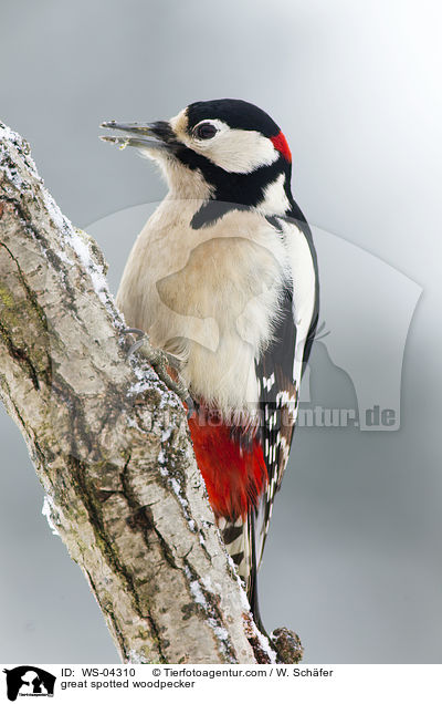 great spotted woodpecker / WS-04310