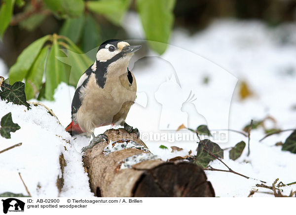 Buntspecht / great spotted woodpecker / AB-02900