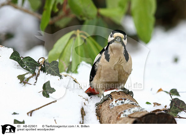 Buntspecht / great spotted woodpecker / AB-02901