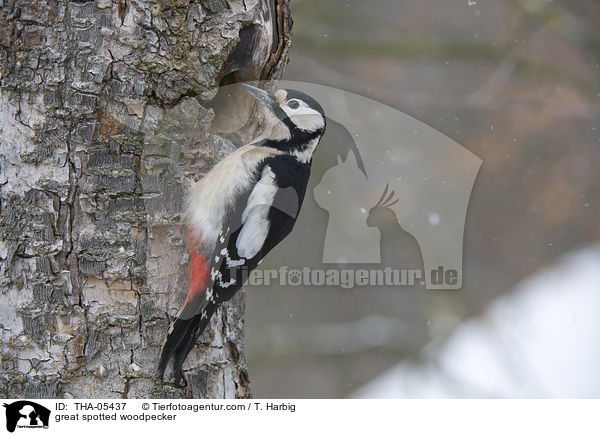 Buntspecht / great spotted woodpecker / THA-05437