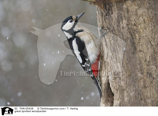 Buntspecht / great spotted woodpecker / THA-05438