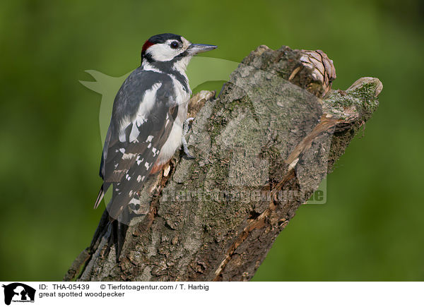 Buntspecht / great spotted woodpecker / THA-05439