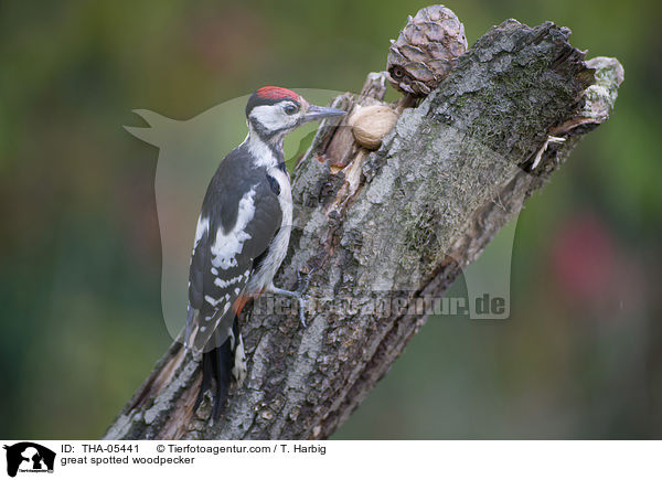 Buntspecht / great spotted woodpecker / THA-05441