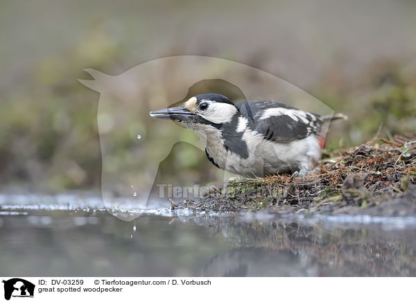 Buntspecht / great spotted woodpecker / DV-03259