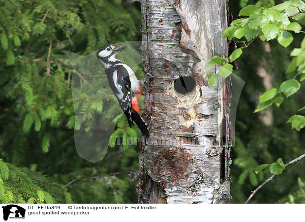 Buntspecht / great spotted woodpecker / FF-05849
