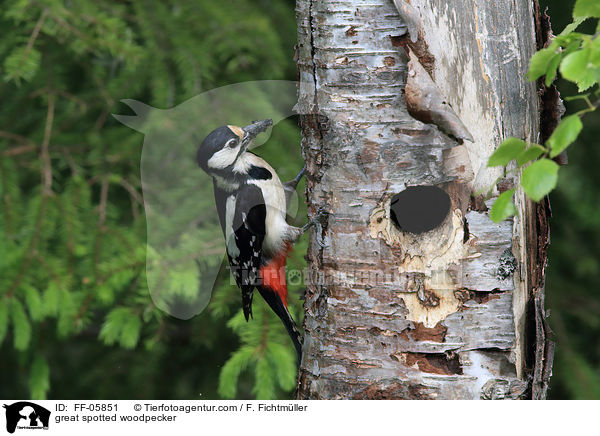 Buntspecht / great spotted woodpecker / FF-05851