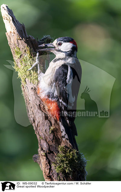 Buntspecht / Great spotted Woodpecker / WS-09032