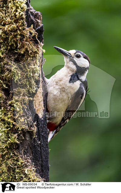 Buntspecht / Great spotted Woodpecker / WS-09034