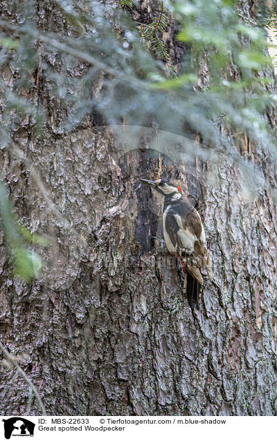 Buntspecht / Great spotted Woodpecker / MBS-22633