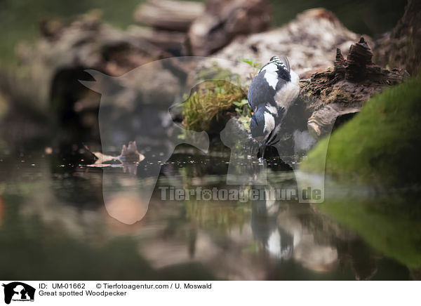 Buntspecht / Great spotted Woodpecker / UM-01662