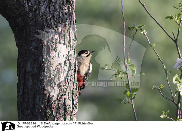 Buntspecht / Great spotted Woodpecker / FF-09914