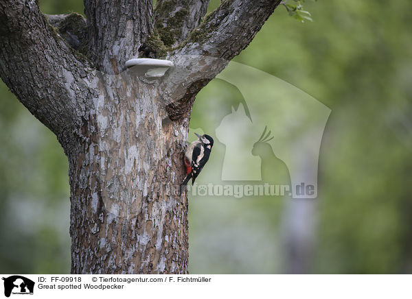 Buntspecht / Great spotted Woodpecker / FF-09918