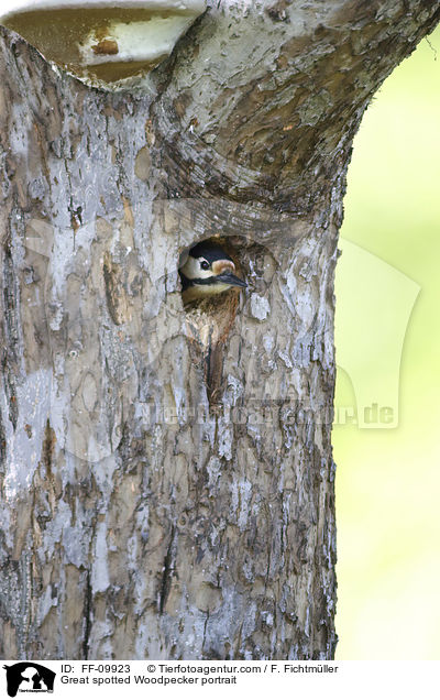 Buntspecht Portrait / Great spotted Woodpecker portrait / FF-09923