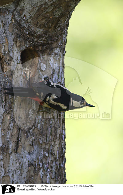 Buntspecht / Great spotted Woodpecker / FF-09924