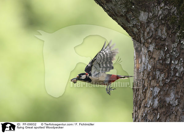 fliegender Buntspecht / flying Great spotted Woodpecker / FF-09932