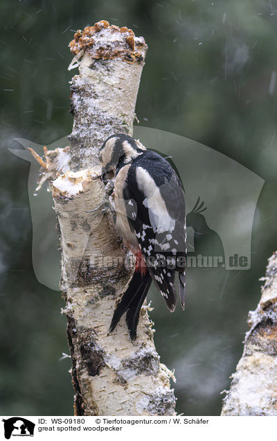 Buntspecht / great spotted woodpecker / WS-09180