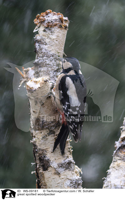 Buntspecht / great spotted woodpecker / WS-09181