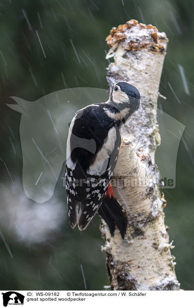 Buntspecht / great spotted woodpecker / WS-09182