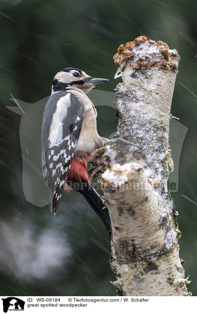 Buntspecht / great spotted woodpecker / WS-09184
