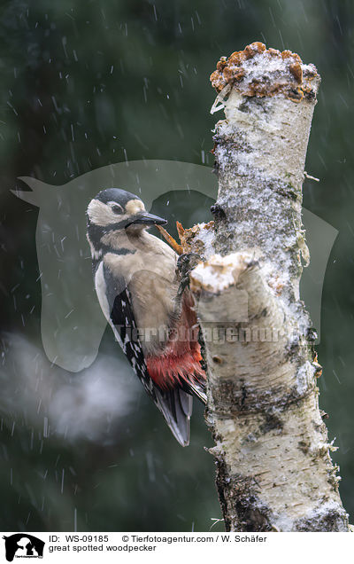 Buntspecht / great spotted woodpecker / WS-09185