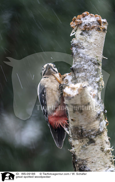Buntspecht / great spotted woodpecker / WS-09186