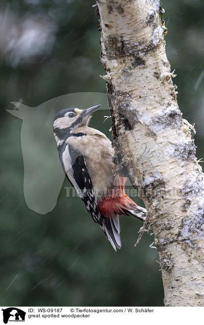 Buntspecht / great spotted woodpecker / WS-09187