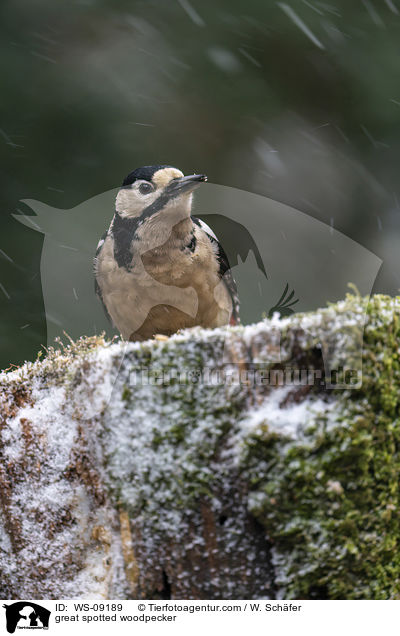 Buntspecht / great spotted woodpecker / WS-09189