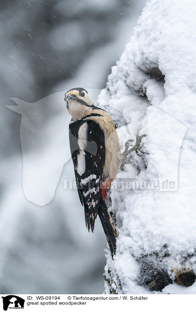 Buntspecht / great spotted woodpecker / WS-09194