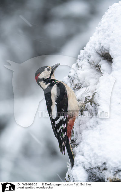 Buntspecht / great spotted woodpecker / WS-09205