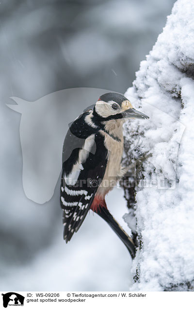 Buntspecht / great spotted woodpecker / WS-09206