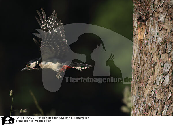 Buntspecht / great spotted woodpecker / FF-10400