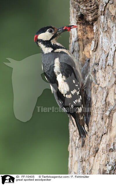 Buntspecht / great spotted woodpecker / FF-10405