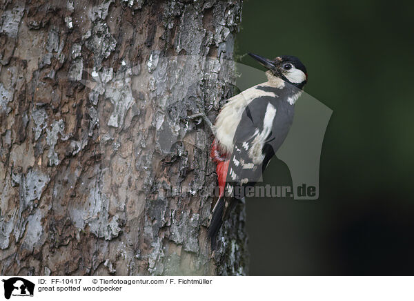 Buntspecht / great spotted woodpecker / FF-10417