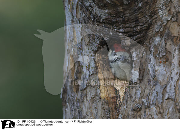 Buntspecht / great spotted woodpecker / FF-10426