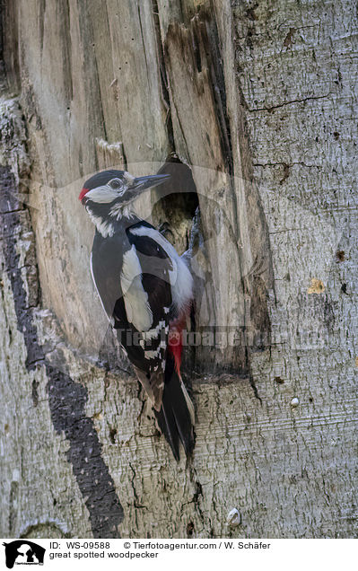Buntspecht / great spotted woodpecker / WS-09588
