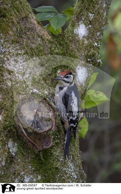 junger Buntspecht / young great spotted woodpecker / WS-09597