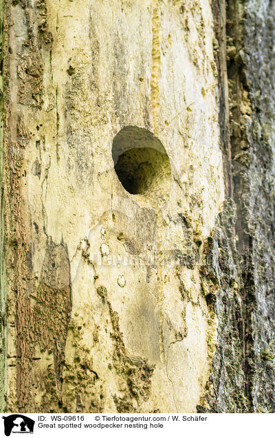 Buntspecht Nisthhle / Great spotted woodpecker nesting hole / WS-09616