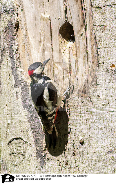 Buntspecht / great spotted woodpecker / WS-09774