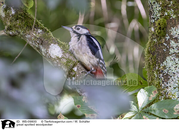 Buntspecht / great spotted woodpecker / WS-09800