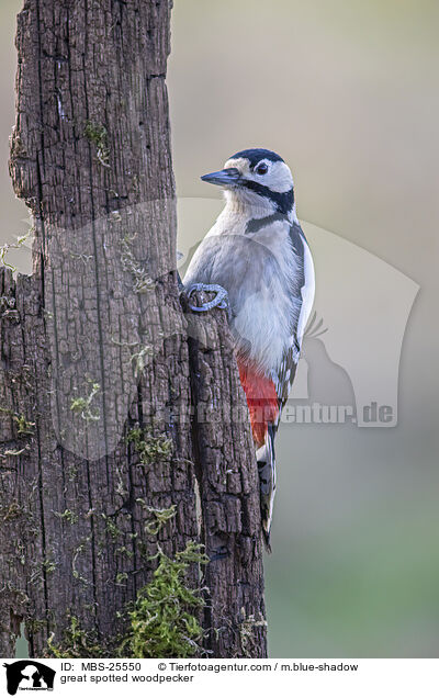 Buntspecht / great spotted woodpecker / MBS-25550