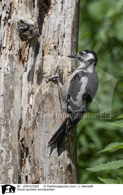 Buntspecht / Great spotted woodpecker / JOH-01692