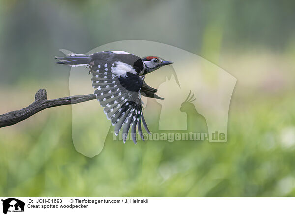 Buntspecht / Great spotted woodpecker / JOH-01693